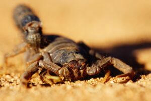 ukąszenie skorpiona
